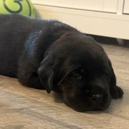 Boy 1 - Black male Labrador Retriever puppy in Kingfield, Maine from Maynard’s Labs