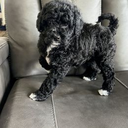 Bear - Poodle puppy from Cache Valley Poodles