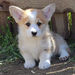 Pembroke Welsh Corgi Puppies from Breyerwood Corgis