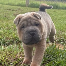 Gemini - Isabella dilute male Chinese Shar-Pei puppy in Chipley, Florida from HapPei House of Wrinkles