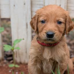 Red - Dark golden male Golden Retriever puppy in Midland, North Carolina from Alger Farm, LLC