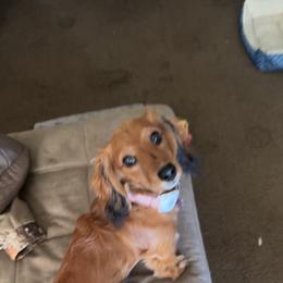 Marleigh - Dachshund