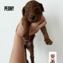 PEONY - Red  male Goldendoodle puppy in Independence, Oregon from ANKENY DOODLES