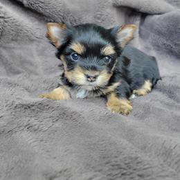 Pippy - Black and gold female Yorkshire Terrier puppy in Middleton, Idaho from Rocky Mountain Yorkies