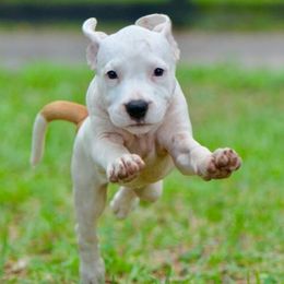 Elizabeth - Red female American Staffordshire Terrier puppy in St. Augustine, Florida from LBK & Ancient City
