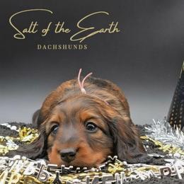 Mauve Collar ON HOLD - Red female Dachshund puppy in Zebulon, North Carolina from Salt of the Earth Dachshunds