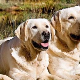 Labrador Retrievers from Elaine's Labrador Retrievers
