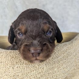 Cheddar - Brown and white male Aussiedoodle puppy in Haleyville, Alabama from The Cuddly Dood Ranch