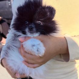 Leo - Black parti male Pomeranian puppy in Waterloo, Indiana from Garcias Pomeranian
