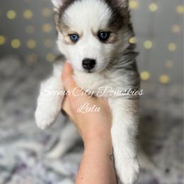 Lulu - Silver and white female Pomsky puppy in Rossville, Georgia from Scenic City Pomskies