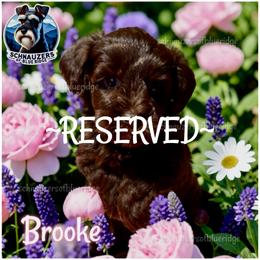 Brooke  (Jazz) - Reserved - Liver female Miniature Schnauzer puppy in Spruce Pine, North Carolina from Schnauzers of Blue Ridge