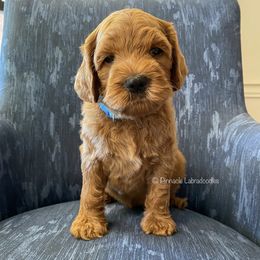 Australian Labradoodle Puppies from Pinnacle Labradoodles