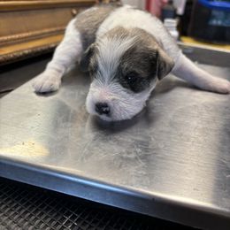 Cody - Parti male Miniature Schnauzer puppy in Lynchburg, Missouri from Copper Rose Farm