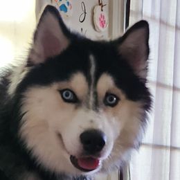 Siberian Huskies from Cronin Huskies