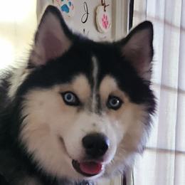 Siberian Huskies from Cronin Huskies