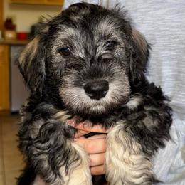 Tucker - Black and silver male Miniature Schnauzer puppy in Akeley, Minnesota from Great Northern Schnauzers