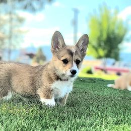 Pembroke Welsh Corgi Puppies from Top-Notch Paws