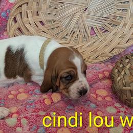 F1 - Mahogany and white female Basset Hound puppy in Clio, Michigan from Nancy's Basset Hounds