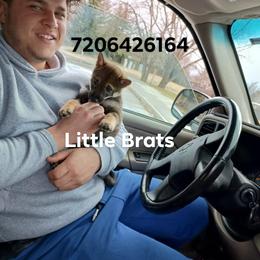 Kris Sesame - Sesame male Shiba Inu puppy in Colorado Springs, Colorado from Little Brats