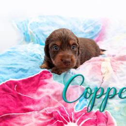 Copper - Chocolate and tan male Dachshund puppy in Los Angeles, California from One Love Doxies