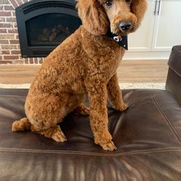 Poodle All Grown Up from Teton Poodles