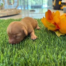 Cream Female 1 - 4500 - Cream female Dachshund puppy in Apopka, Florida from The HotDog Stand