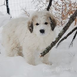 Great Pyrenees Puppies from Prospect Pyrenees