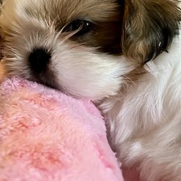 Holly - Gold and white female Shih Tzu puppy in Silver Lake, Oregon from Bling Shih Tzu