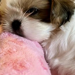 Holly - Gold and white female Shih Tzu puppy in Silver Lake, Oregon from Bling Shih Tzu