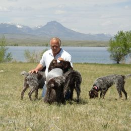 Wirehaired Pointing Griffon All Grown Up from Ear Mountain Griffons