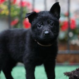 Wednesday - Black female German Shepherd puppy in Philippi, West Virginia from Vom Haus Highlands