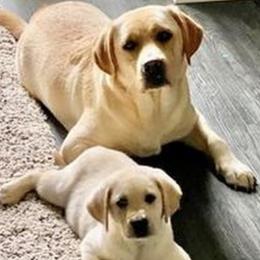 Labrador Retriever puppies from Tru-Heart Labradors, LLC