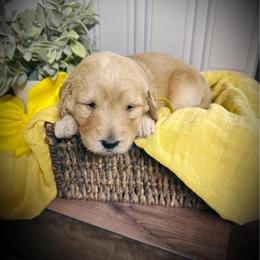 Luna- yellow collar female - Cream female Goldendoodle puppy in Silsbee, Texas from Barkley Lane Doodles LLC