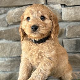 Black Collar Boy - Red male Australian Labradoodle puppy in Chesterfield, Virginia from South River Doodles