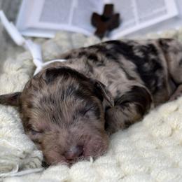 Noelle - Merle female Assorted Doodle Crosses puppy in West Monroe, Louisiana from Southern Haven Doodles