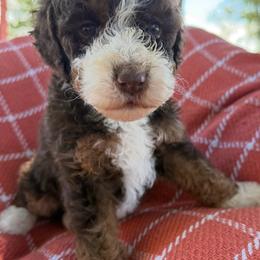 Freddie - Chocolate merle male Bernedoodle puppy in Ogden, Utah from Stanger Farms