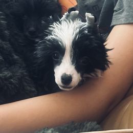 Female puff show prospect - Black and white female Chinese Crested puppy in Salt Lake City, Utah from Naked & Famous