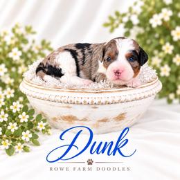 Dunk - Blue merle male Bernedoodle puppy in Henry, Illinois from Rowe Farms Doodles