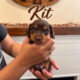 Kit - Chocolate and tan female Dachshund puppy in Santa Maria, California from Central Coast Danes and Dachshunds