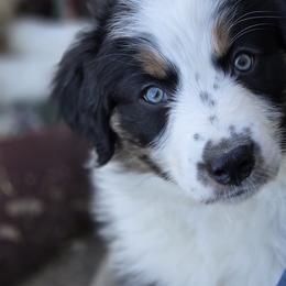 Australian Shepherd Puppies from Blue Barn Aussies ltd