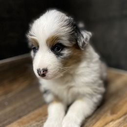 Australian Shepherd Puppies from Bombshell Australian Shepherds