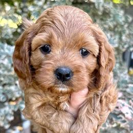 Cinnamon - Red female Cavapoo puppy in Mona, Utah from Hearts Full of Puppies