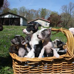 Chihuahua and Chinese Crested Puppies from Western Kentucky Chihuhua and Chinese Crested