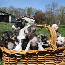 Chihuahua and Chinese Crested Puppies from Western Kentucky Chihuhua and Chinese Crested