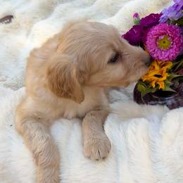 Willie - Red male Aussiedoodle puppy in Allardt, Tennessee from Hearth&Hound Doodles