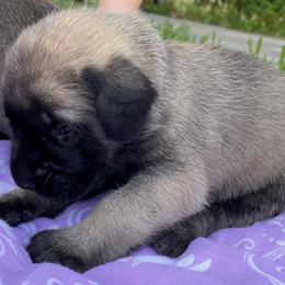 Mastiff Puppies from Treasure Coast Mastiffs
