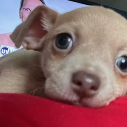 Akita and Chihuahua Puppies from Robinson Rare Chihuahuas & Robinson AKC Akita's