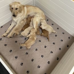 Golden Retriever Puppies from Winters Goldens