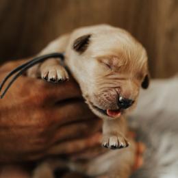Boy 3 - male Golden Retriever puppy in Stockton, California from Golden Weenie Club