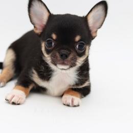 Kruz - Black and tan male Chihuahua puppy in Tulsa, Oklahoma from H-3 Chihuahuas